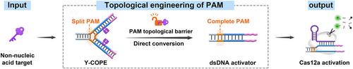 Allosteric Activation of Cas12a via PAM Topological Engineering for Direct and Rapid Detection of Nucleases.