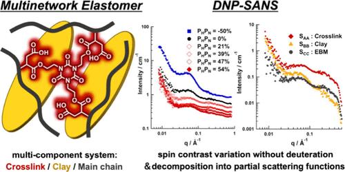 Small-angle Neutron Scattering Combined with Spin Polarization Contrast Variation Elucidates Structural Details of Multinetwork Elastomer