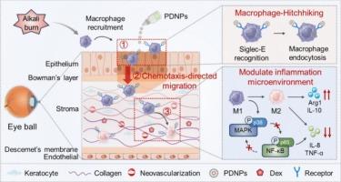 Harnessing engineered adaptive nanoparticles to modulate macrophages for treating corneal alkali burns