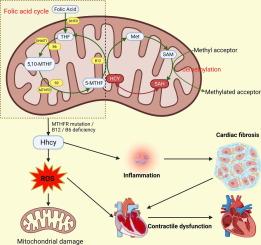 The complex link of the folate-homocysteine axis to myocardial hypertrophy and heart failure: from mechanistic exploration to clinical vision
