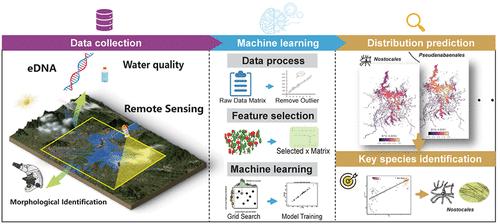 Identifying Key Taxa for Algal Blooms in a Large Aquatic Ecosystem through Machine Learning