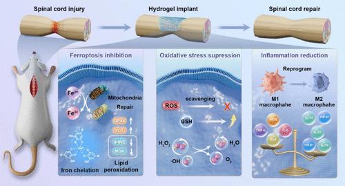 Adaptive Phenol-Based Hydrogel Embedded with Metformin Nanoparticles Targets Oxidative Stress and Ferroptosis for Spinal Cord Injury Repair