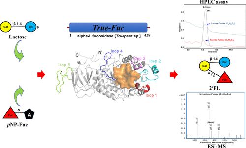 Characterization of a Novel α-l-Fucosidase from Truepera sp. for Efficient Transfucosylation and 2′-Fucosyllactose Biosynthesis