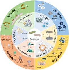 Probiotic encapsulation strategies for controlled intestinal delivery and microbiome dysbiosis therapy