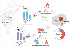 Beyond Mass Concentration: The Critical Role of Chemical and Biological Compositions and Sources in PM2.5-induced Toxicity in Two Chinese Megacities