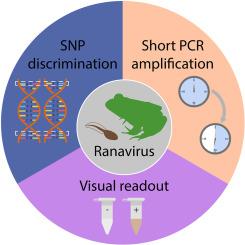 A fast on-site quarantine for the detection of amphibian infection of ranavirus