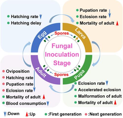 Comprehensive lethal effects and transgenerational impact of Metarhizium anisopliae on Anopheles sinensis across all life stages
