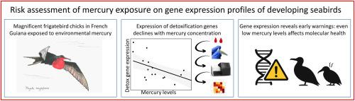 Hidden markers of health: how mercury affects gene expression in developing seabirds