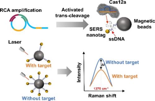 An RCA-CRISPR-Enhanced SERS Platform for Ultrasensitive and Single-Nucleotide-Resolved Detection of Exosomal miRNA-21 in Early Lung Cancer
