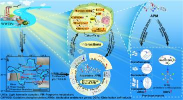 Crosstalk with Chlorella sp. Reshapes the Environmental Fates of Aspartame: From Stress Responses to Contaminant Destabilization
