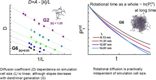Diffusion Properties of PAMAM Dendrimers in Methanol