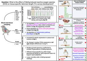 Chronic Sublethal Exposure to Methylmercury Lengthens Telomeres in Developing Zebra Finches