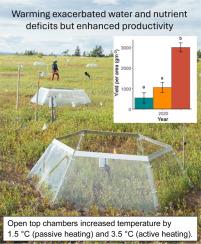 Warming enhances productivity despite exacerbated water and nutrient deficits in wild blueberry, a traditionally managed temperate crop