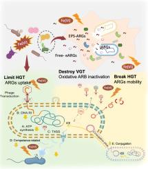 Dual-Pathway Inhibition of Antibiotic Resistance Genes by Ferrate (Fe(VI)): Oxidative Inactivation and Genetic Mobility Impairment in Anaerobically Digested Sludge