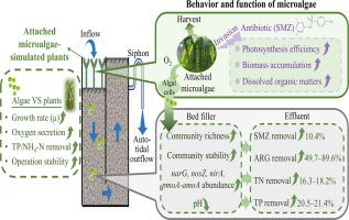 Attached microalgae-simulated plants enhanced multiple-pollutant removal in a tidal flow constructed wetland: quantified efficiencies, pathways, and biological mechanisms