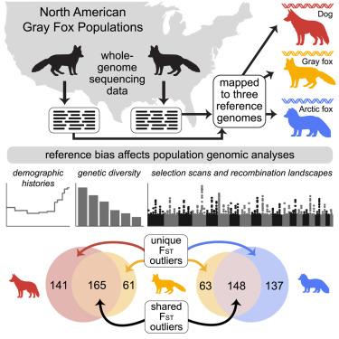 Reference genome choice compromises population genetic analyses