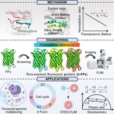 Time-resolved fluorescent proteins expand fluorescent microscopy in temporal and spectral domains