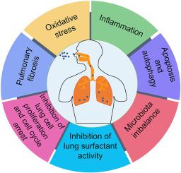 Lung hazards of microplastics and their toxicological mechanisms