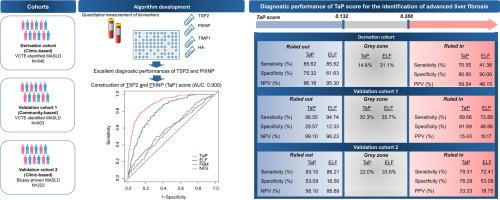 Development and clinical validation of a novel protein biomarkers-based algorithm for risk prediction and diagnosis of advanced liver fibrosis: a multi-centre study