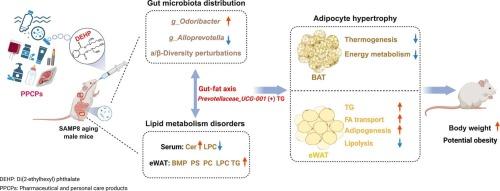 Environmental di-(2-ethylhexyl) phthalate exposure accelerates lipid metabolism disorders via the gut-fat axis in male SAMP8 mice: role of gut microbiota and thyroid hormone signaling
