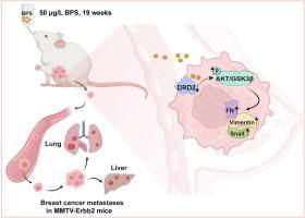 Bisphenol S drives breast cancer metastasis by inhibiting dopamine receptor D2 to activate the Akt/GSK3β oncogenic axis