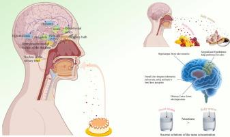 Olfactory–gustatory cross-modal integration: mechanisms of aroma-induced sweetness enhancement, sensory evaluation methodologies, neuroimaging evidence and advances in influencing factors