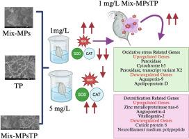 Combined Effect of Microplastics and Tire Particles on Daphnia magna: Insights from Physiological and Transcriptomic Responses