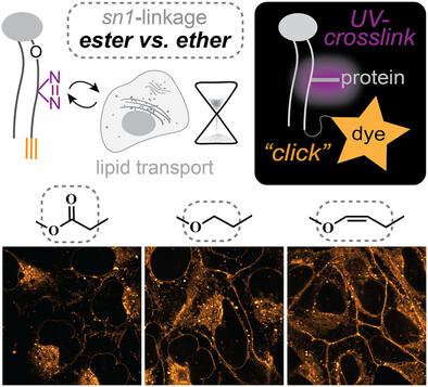 Bifunctional Probes Reveal the Rules of Intracellular Ether Lipid Transport.