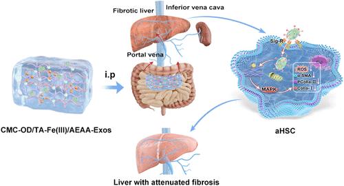 Hydrogel Loaded with Aminoethyl Anisamide-Modified Exosomes Attenuates Hepatic Fibrosis by Targeting Activated Hepatic Stellate Cells