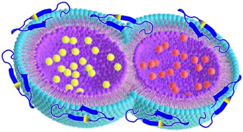 Tryptophan-Aspartic Acid-Containing Peptide Analog from Coronin 1 Inhibits Model Membrane Fusion and Enveloped Viral Infection in Cells