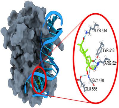 Investigation of the Behaviors of Some Newly Designed Ligands in the Epstein Barr EBNA1/DNA Binding Domain by MD Simulations and Binding Free Energy Calculations