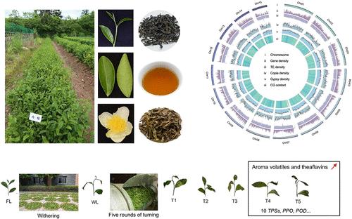 Genomic and Metabolomic Insights into Volatile and Nonvolatile Metabolite Variation from Fresh Leaves to the Turning Stages in Wuyi Rock Tea “Rougui”