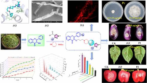 Design, Synthesis, and Biological Activity Studies of Flavonol Derivatives Containing Pyrazolamide Structure