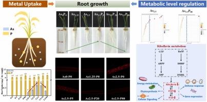 Phosphorus counters arsenic phytotoxicity in wheat by activating riboflavin-mediated defense response rather than reducing arsenic accumulation