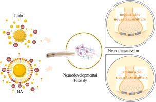 Enhancing Effect of Humic Acid on Neurodevelopmental Impact of Cadmium Sulfide Nanoparticles to Zebrafish