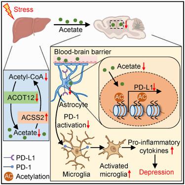 Hepatic acetyl-CoA metabolism modulates neuroinflammation and depression susceptibility via acetate