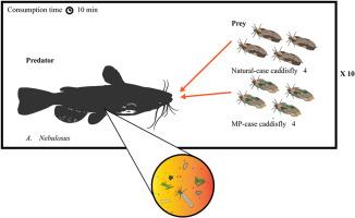 Caddisfly larvae (Trichoptera: Limnephilidae) facilitate the uptake of microplastics by a freshwater fish (Ameiurus nebulosus)