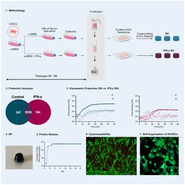 Cell secretomes used as sole building blocks enable the fabrication of stable hydrogels for biomedical applications