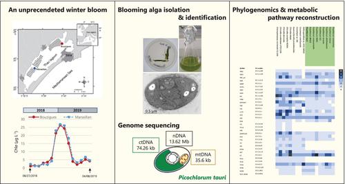 Phylogenomics Untangles the Metabolic Potential of Picochlorum tauri, a New Picoalgal Species Causing a Winter Bloom in the Mediterranean Thau Lagoon