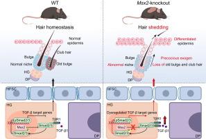 Roles of Msx2 in exogen control: modulating the stem cell niche during the transition from hair shedding to regeneration