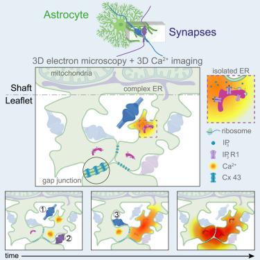 Astrocytes functionally integrate multiple synapses via specialized leaflet domains