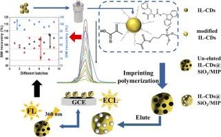 Preparation of molecularly imprinted silica-wrapped ionic liquid-regulated carbon quantum dots and its application in the electroluminescence and fluorescence dual-mode detection of ochratoxin A