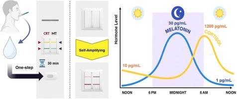A dual-channel self-amplifying lateral flow immunoassay for the on-site ultrasensitive simultaneous detection of salivary cortisol and melatonin