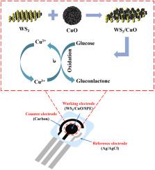 WS2/CuO-based non-enzymatic sensor for the detection of glucose in sweat