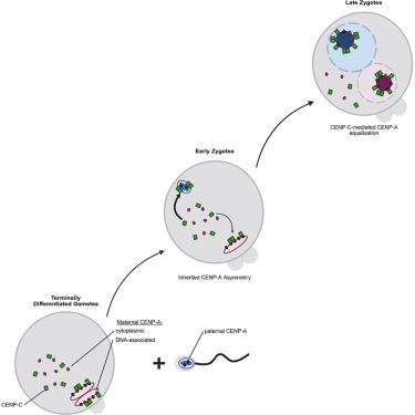 Maternal CENP-C restores centromere symmetry in mammalian zygotes to ensure proper chromosome segregation