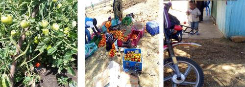 Analysis of alpha-cypermethrin pesticide residues along the value chain of tomato from Laikipia County, Kenya