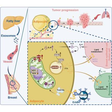 Liver-breast communication of adipocyte-oriented exosomes drives primary mammary cancer progression