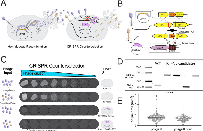 CRISPR-Cas9 enables efficient genome engineering of the strictly lytic, broad-host-range staphylococcal bacteriophage K.