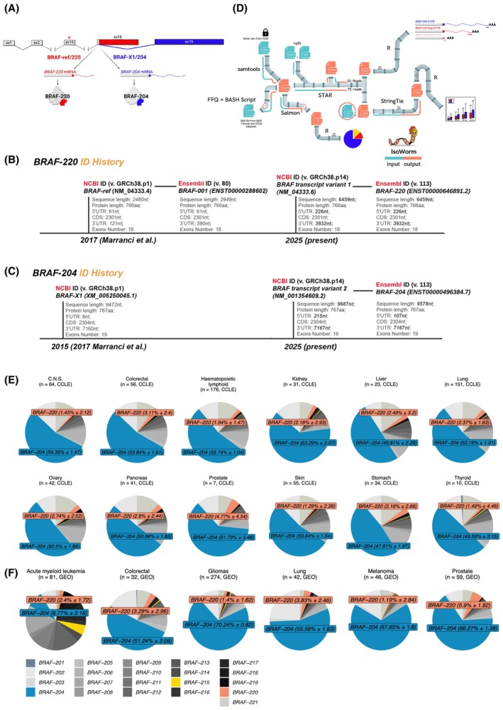 Landscape of BRAF transcript variants in human cancer.
