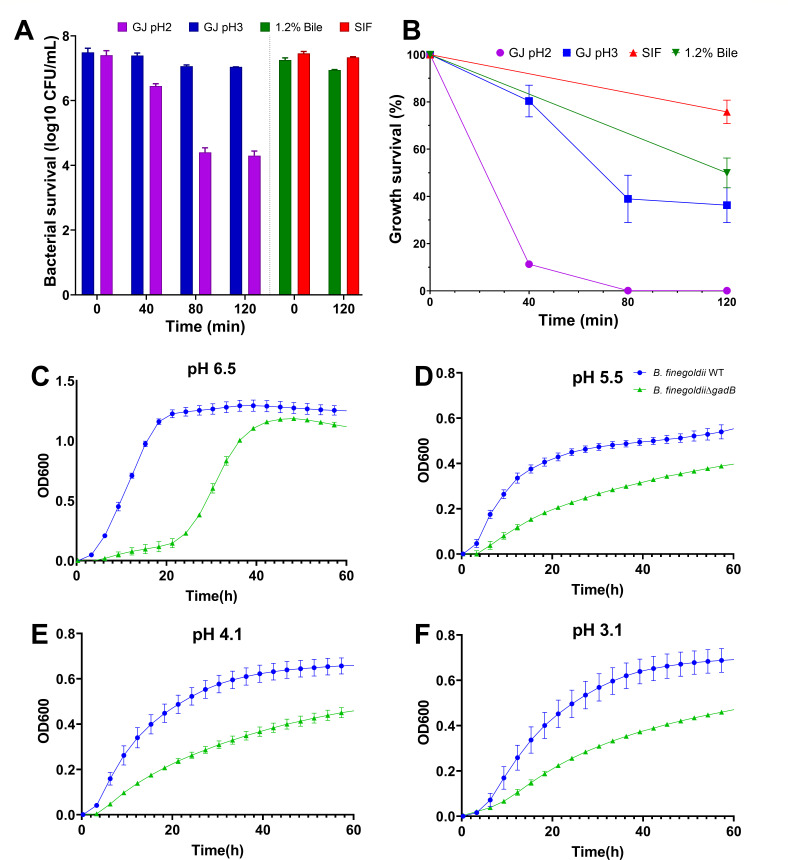 Serotonergic and immunomodulatory properties of the psychobiotic candidate <i>Bacteroides finegoldii</i> UO.H1052 and its extracellular vesicles.